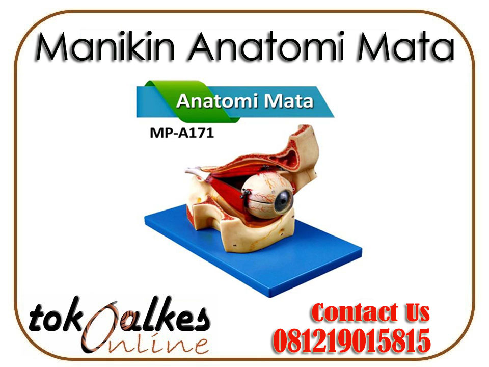 Manikin Anatomi Mata