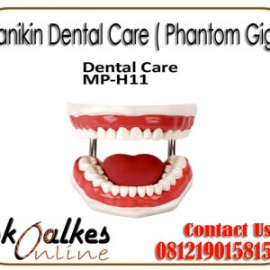 Manikin Dental Care ( Phantom Gigi )